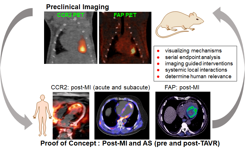 The goals of the Preclinical imaging studies are to integrate the use of CCR2 and FAP PET probes to answer mechanistic questions posed in Q1, Q2, and the therapeutic initiative. Proof of concept human imaging studies will provide key information on the relevance of the IMMUNO-FIB axis in post-myocardial infarction (MI) patient population.