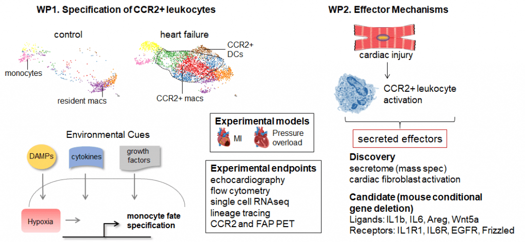 Work Package (WP)1 will identify signals that regulate CCR2+ macrophages and dendritic cell differentiation. WP2 will define effector molecules whereby CCR2+ cells promote fibrosis. Top left: single cell RNA sequence of cardiac myeloid cells.