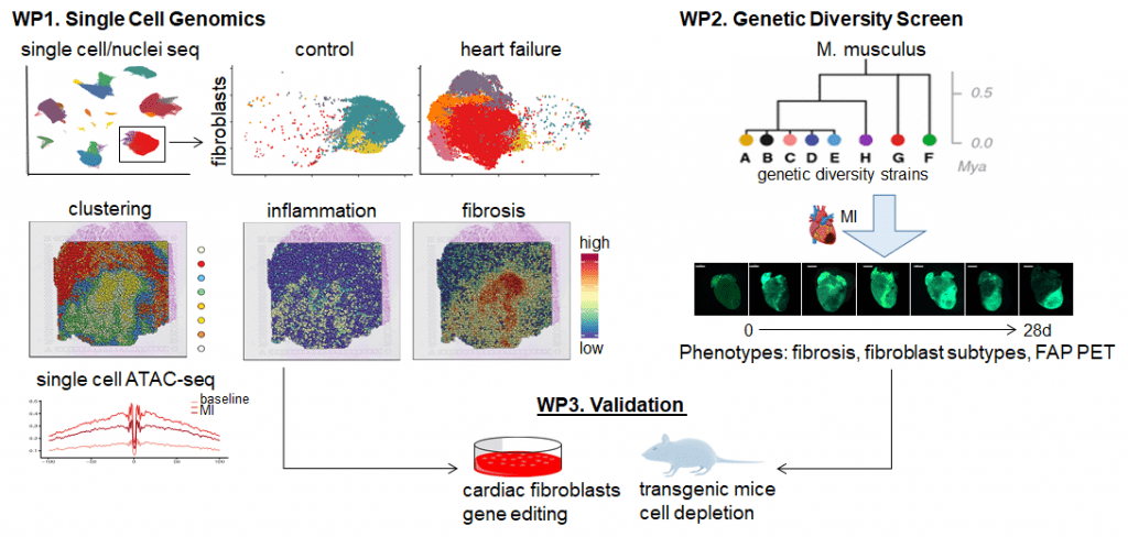 We will utilize state of the art single cell and spatial genomic tools in human and mouse to dissect mesenchymal cell heterogeneity and identify cellular and molecular drivers of cardiac fibrosis and cross-talk to immune cells with the ultimate goal to identify novel therapeutic targets for patients suffering from heart failure. We will extend these studies to dissect the genetic pathways that influence the identity, abundance, and function of cardiac fibroblasts in homeostasis and disease by establishing a variation-to-disease validation pipeline that leverages naturally occurring genetic diversity in well characterized, full sequenced mouse strains. Key identified pathways will be validated by CRISPR/Cas9 based modeling in vitro and in vivo.