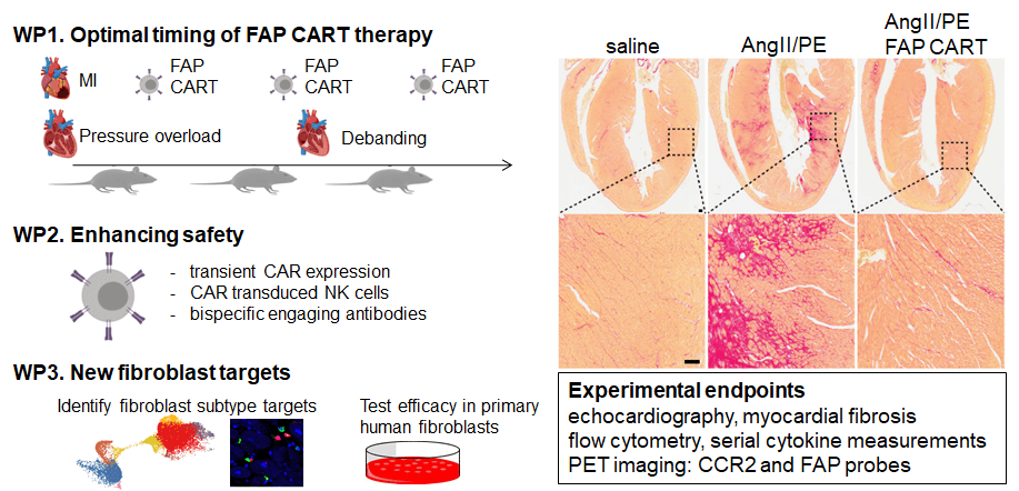 WP1, we will define the optimal timing of FAP CART treatment. WP2 will leverage technologic innovations to improve the safety of FAP cell depletion. WP3 will focus on identifying new fibroblast targets to ameliorate fibrosis. Right, picorsirius red staining showing efficacy of FAP CART cells. Adapted from [Aghajanian, H. et al. Targeting cardiac fibrosis with engineered T cells. Nature vol. 573 430–433 (2019)].